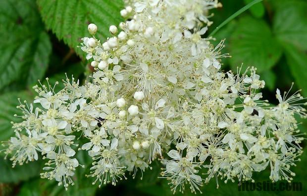 Quand boire reine des prés ?