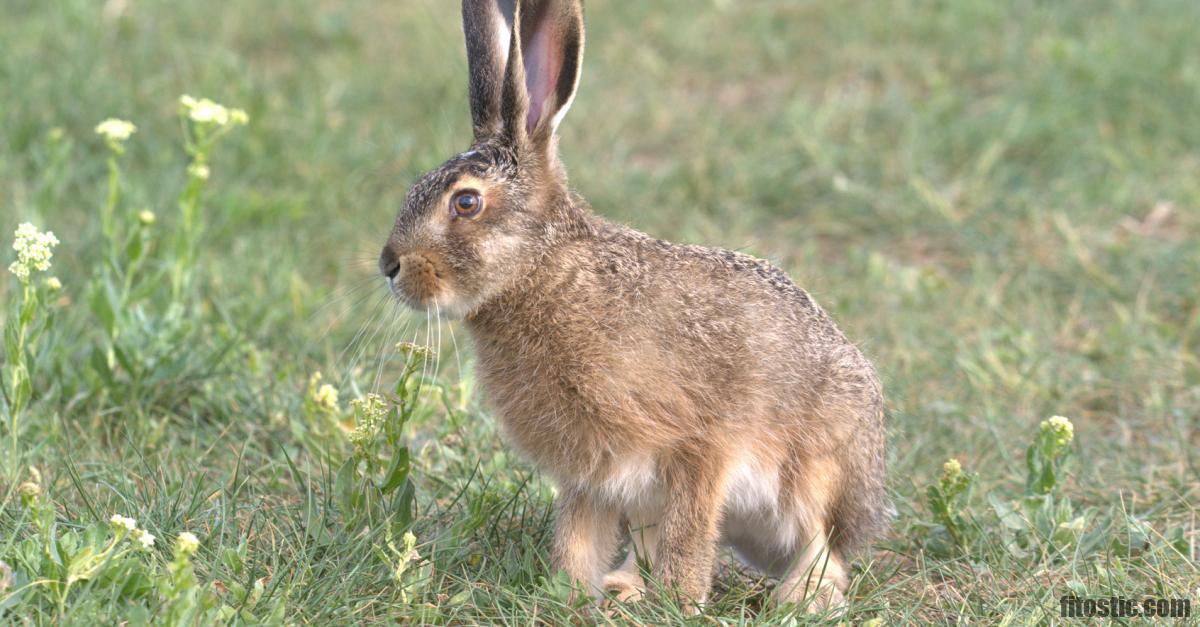 Quand castrer lapin mâle ?