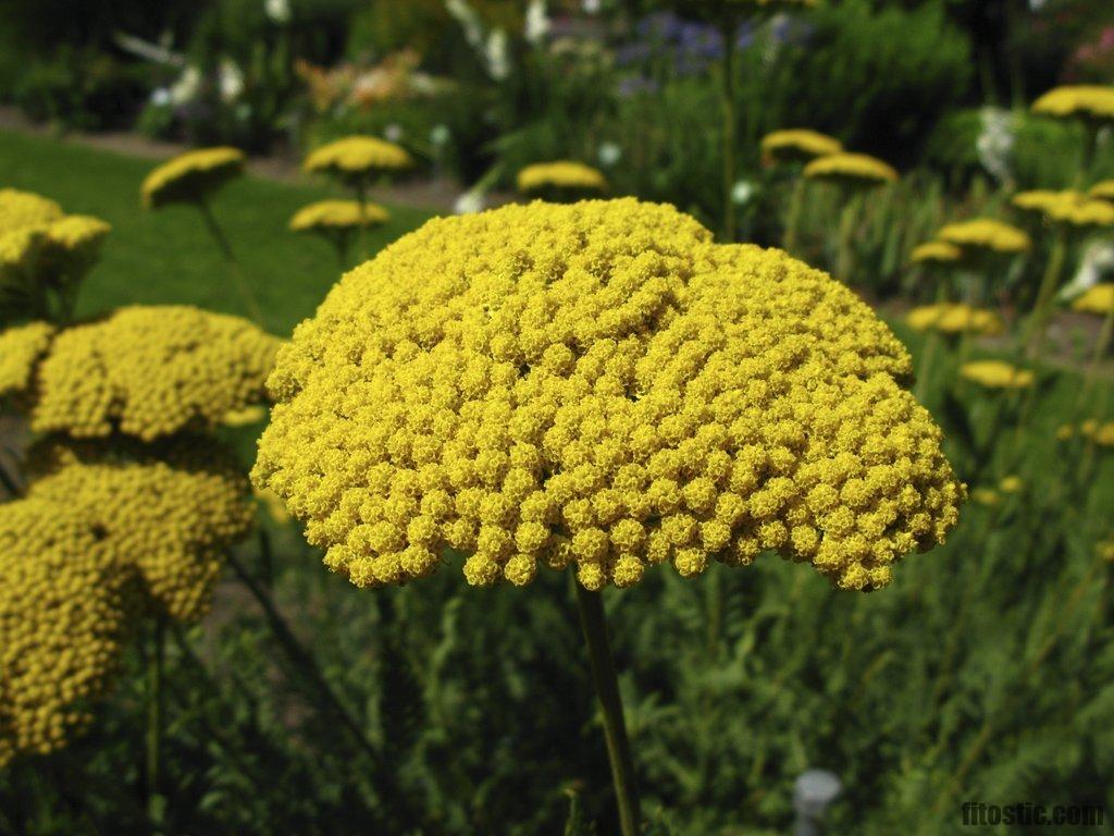 Quand planter achillée millefeuille ?