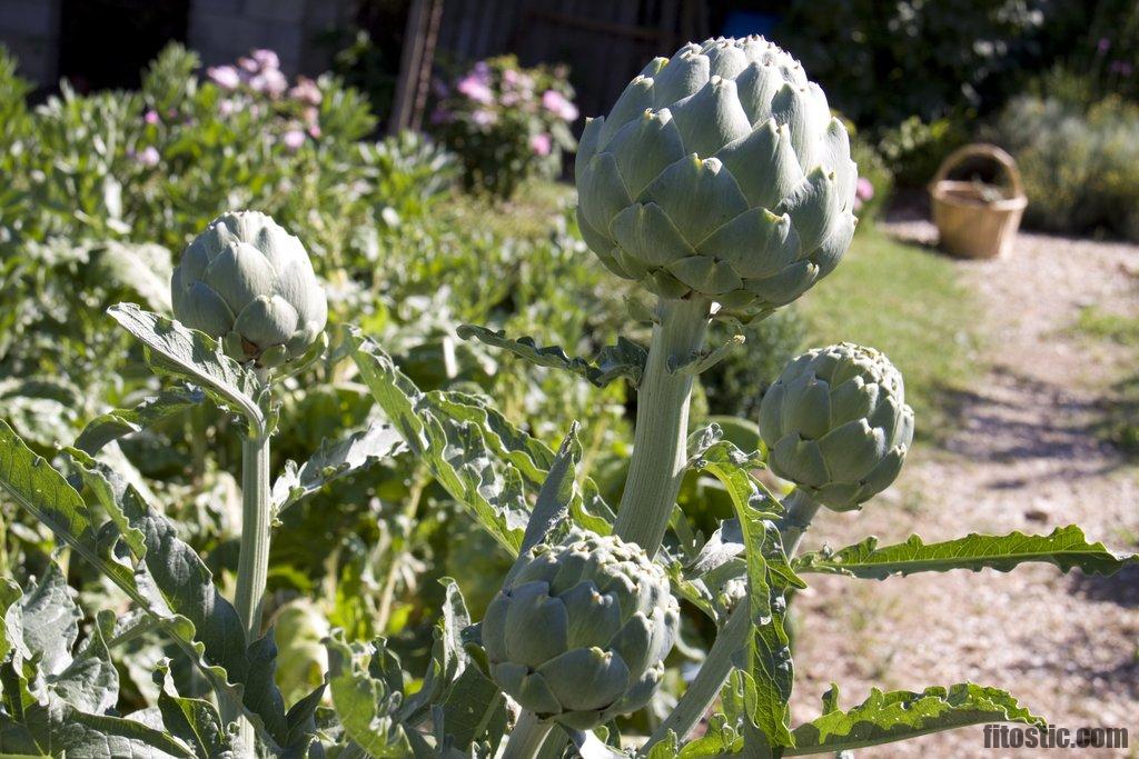 Quand planter un genévrier ?