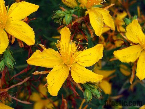 Quand prendre Hypericum perforatum ?