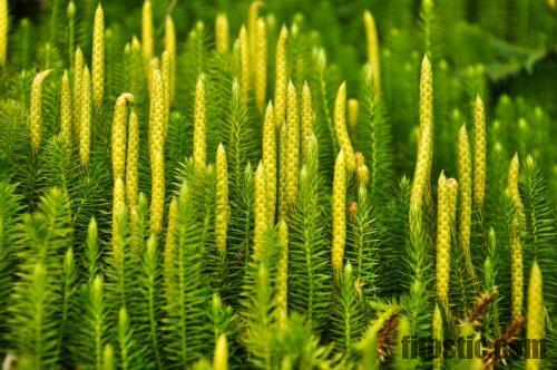 Quand prendre Lycopodium clavatum ?