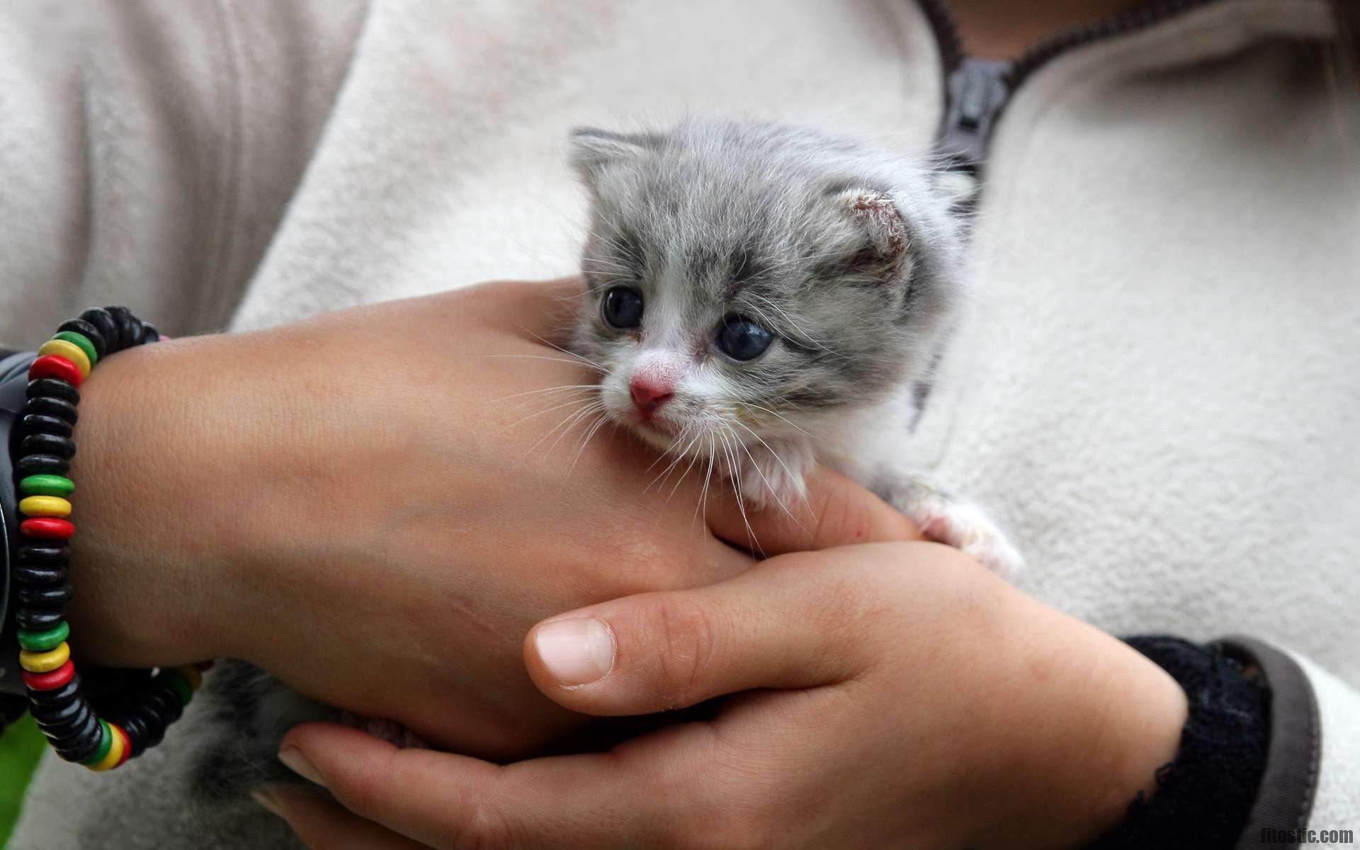 Quand retirer un chaton de sa mère ?