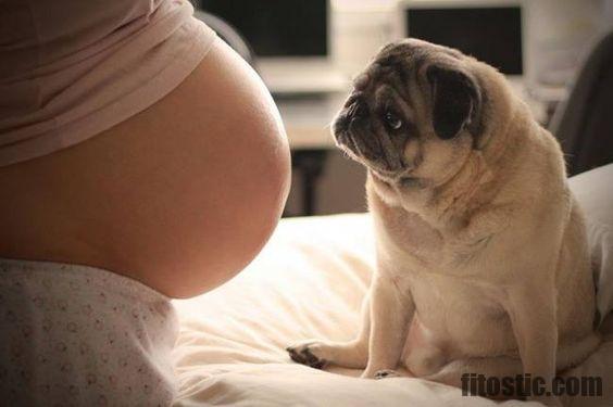 Quand un chien detecte une grossesse ?