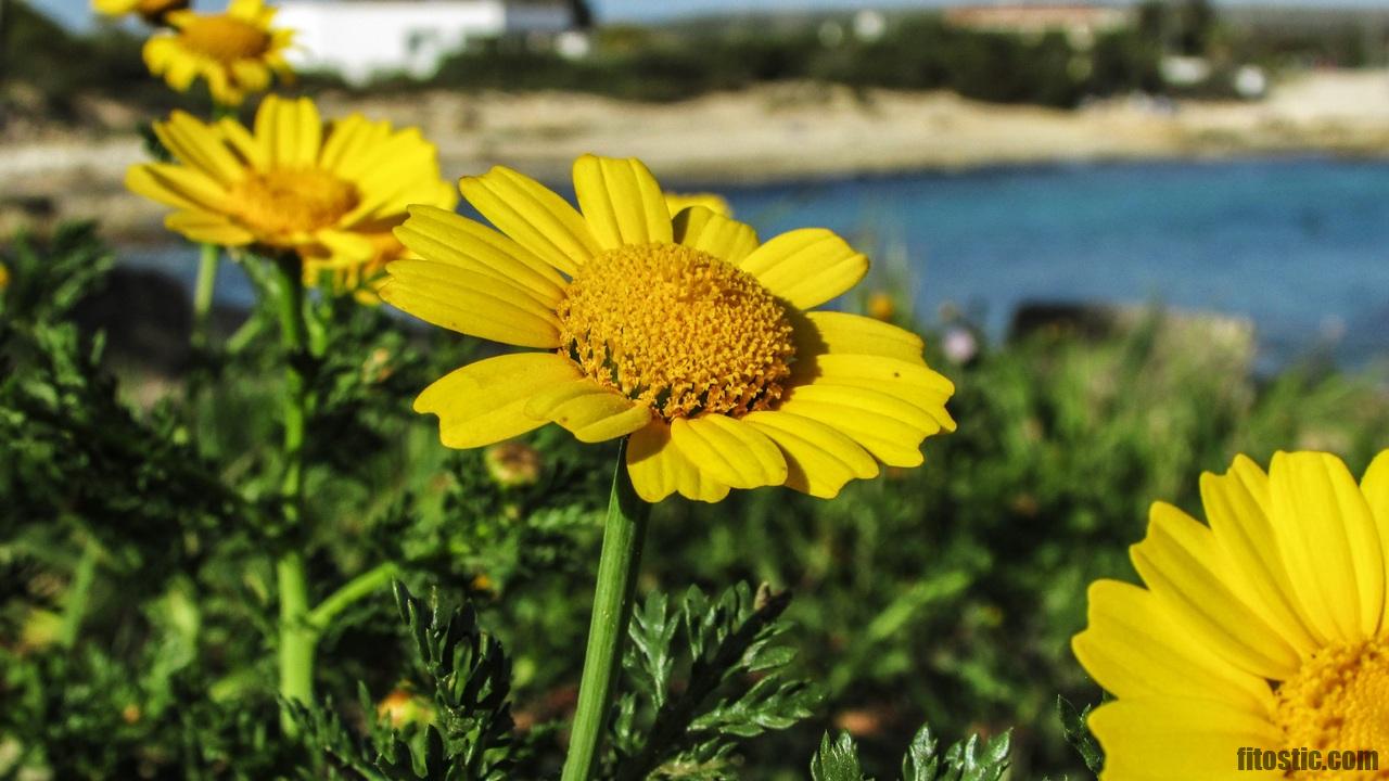 Quand utiliser Arnica Montana ?