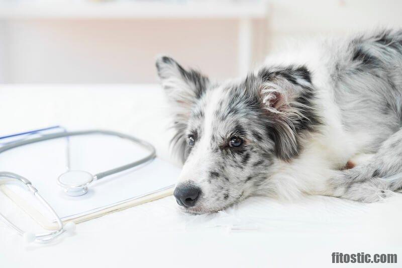 Quel Anti-inflammatoire humain Peut-on donner à un chien ?