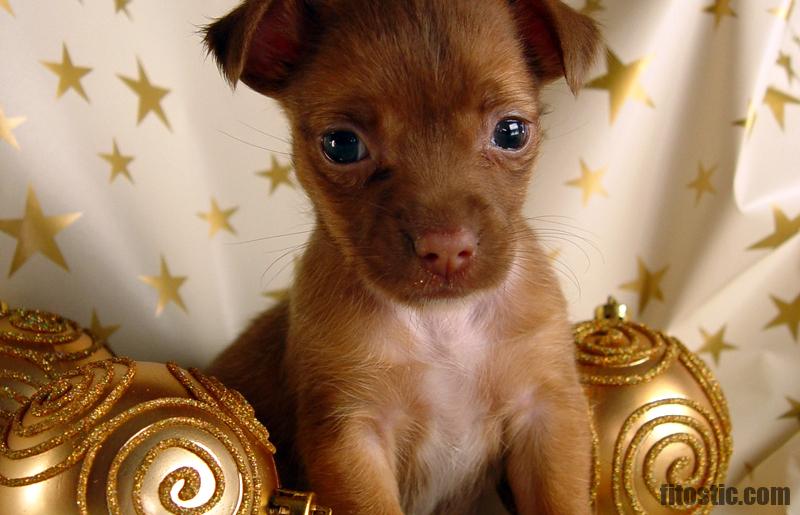 Quel Age Pour Donner Un Chaton Fitostic Com Sport Mode Beaute Lifestyle Magazine Quel Age Pour Donner Un Chaton Fitostic Com Sport Mode Beaute Lifestyle Magazine