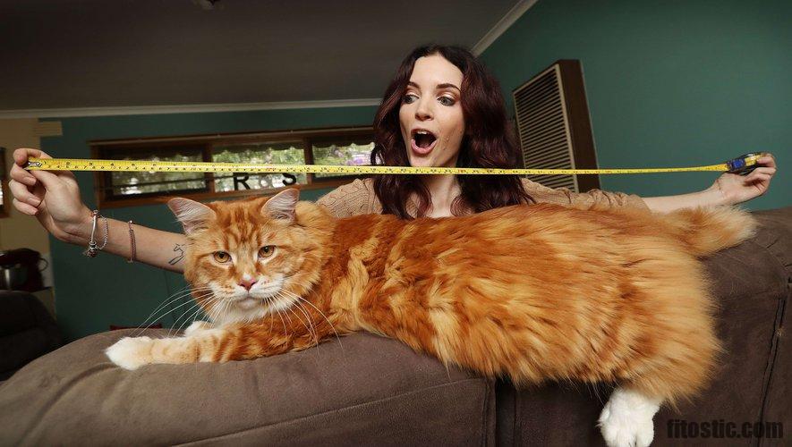 Quel Chat Ressemble Au Maine Coon Fitostic Com Sport Mode Beaute Lifestyle Magazine Quel Chat Ressemble Au Maine Coon Fitostic Com Sport Mode Beaute Lifestyle Magazine