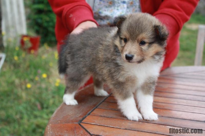 Quel chien de taille moyenne ?