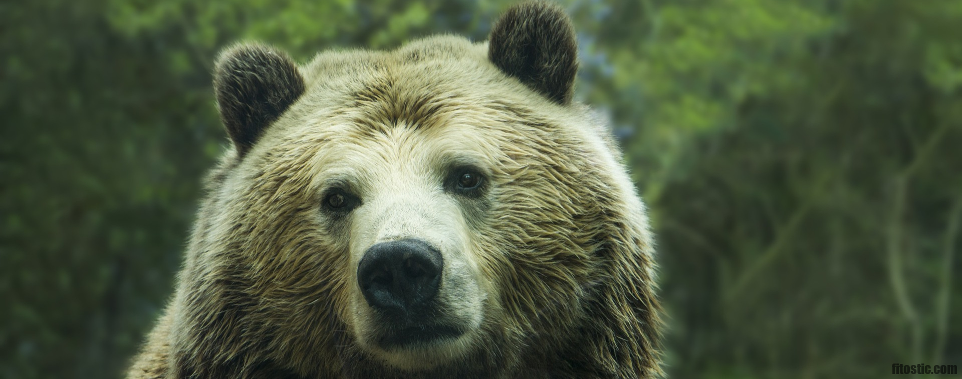 Quel est l'animal totem le plus puissant ?