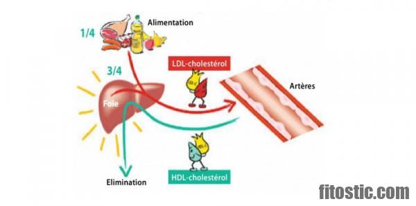 Quel est le bon rapport HDL LDL ?