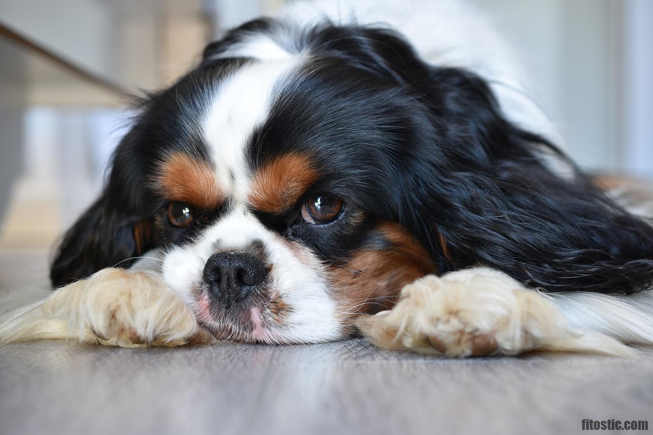 Quel est le chien le plus calme et affectueux ?