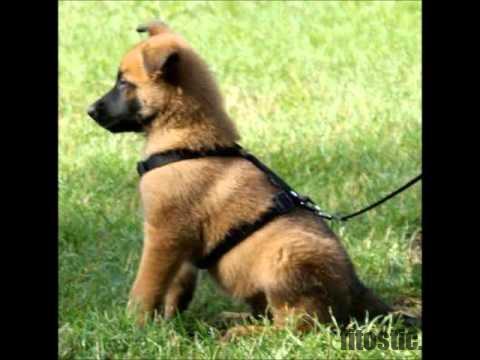 Quel Est Le Chien Le Plus Grand Du Monde Fitostic Com Sport Mode Beaute Lifestyle Magazine Quel Est Le Chien Le Plus Grand Du Monde Fitostic Com Sport Mode Beaute Lifestyle Magazine