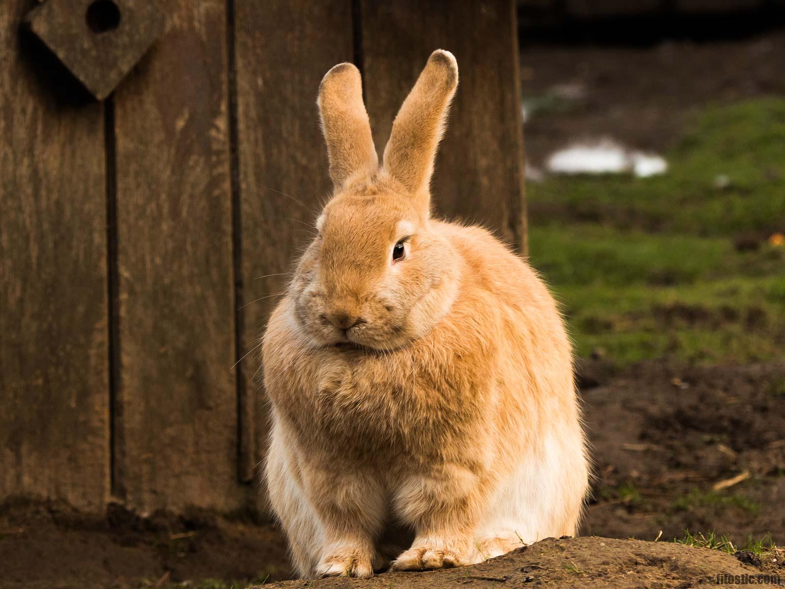 Quel est le lapin le plus câlin ?