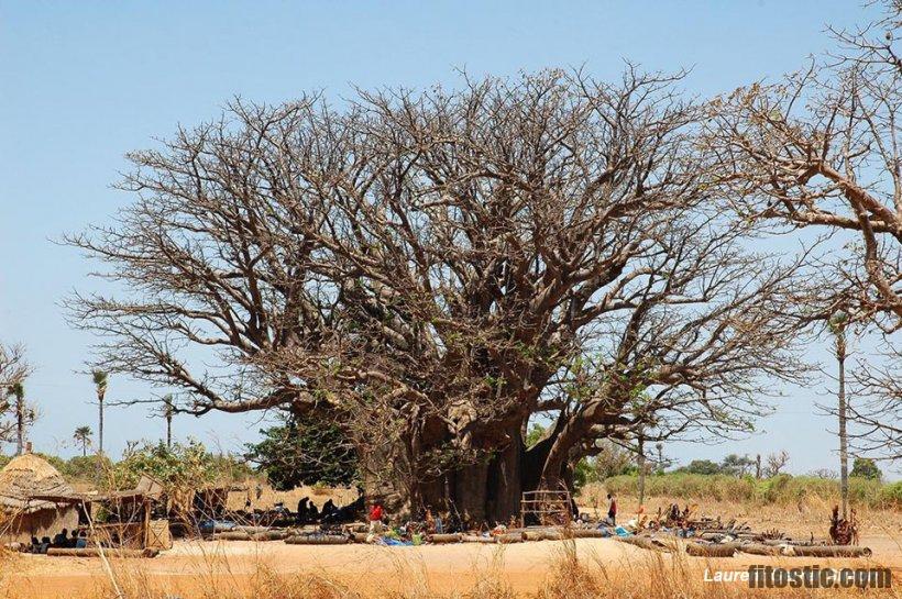 Quel est le prénom le plus utilisé au Sénégal ?