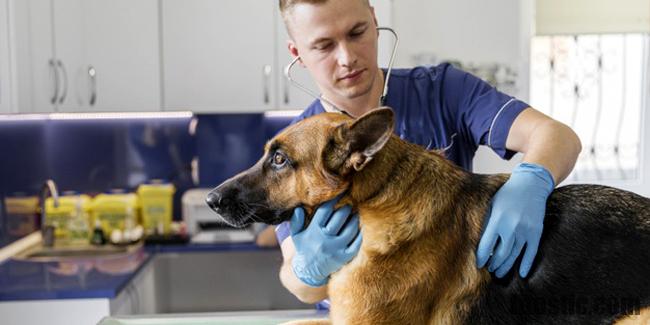 Quel est le prix d'un toilettage pour chien ?