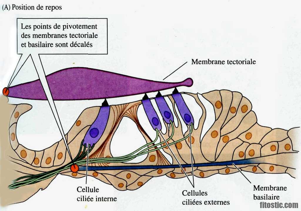 Quel est le rôle de l'oreille externe ?