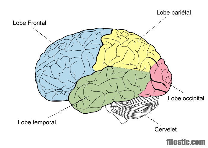Quel est le rôle du lobe frontal ?