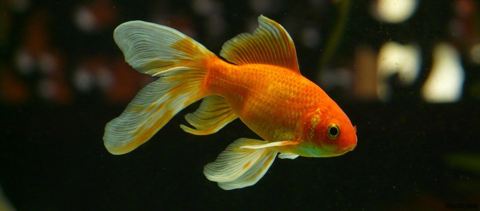Quel est le temps de gestation d'un poisson rouge ?