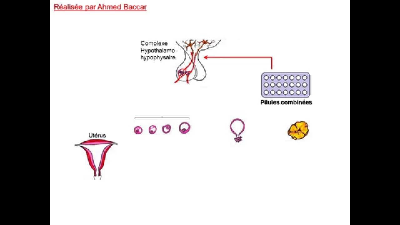 Quel est l'effet de la pilule sur les hormones ?