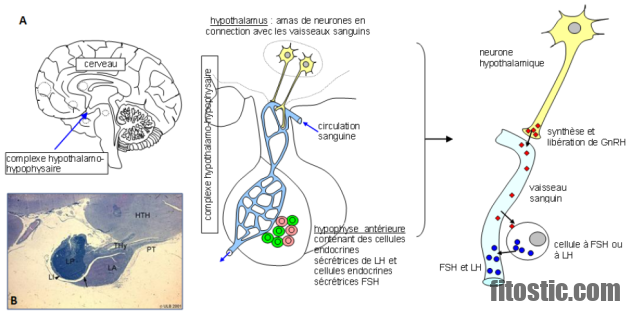 Quel est l'organe cible de la neurohormone GnRH ?