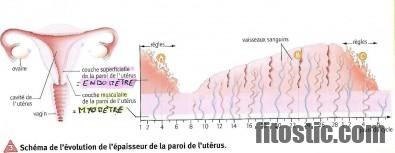 Quel est l'organe érectile de la femme ?