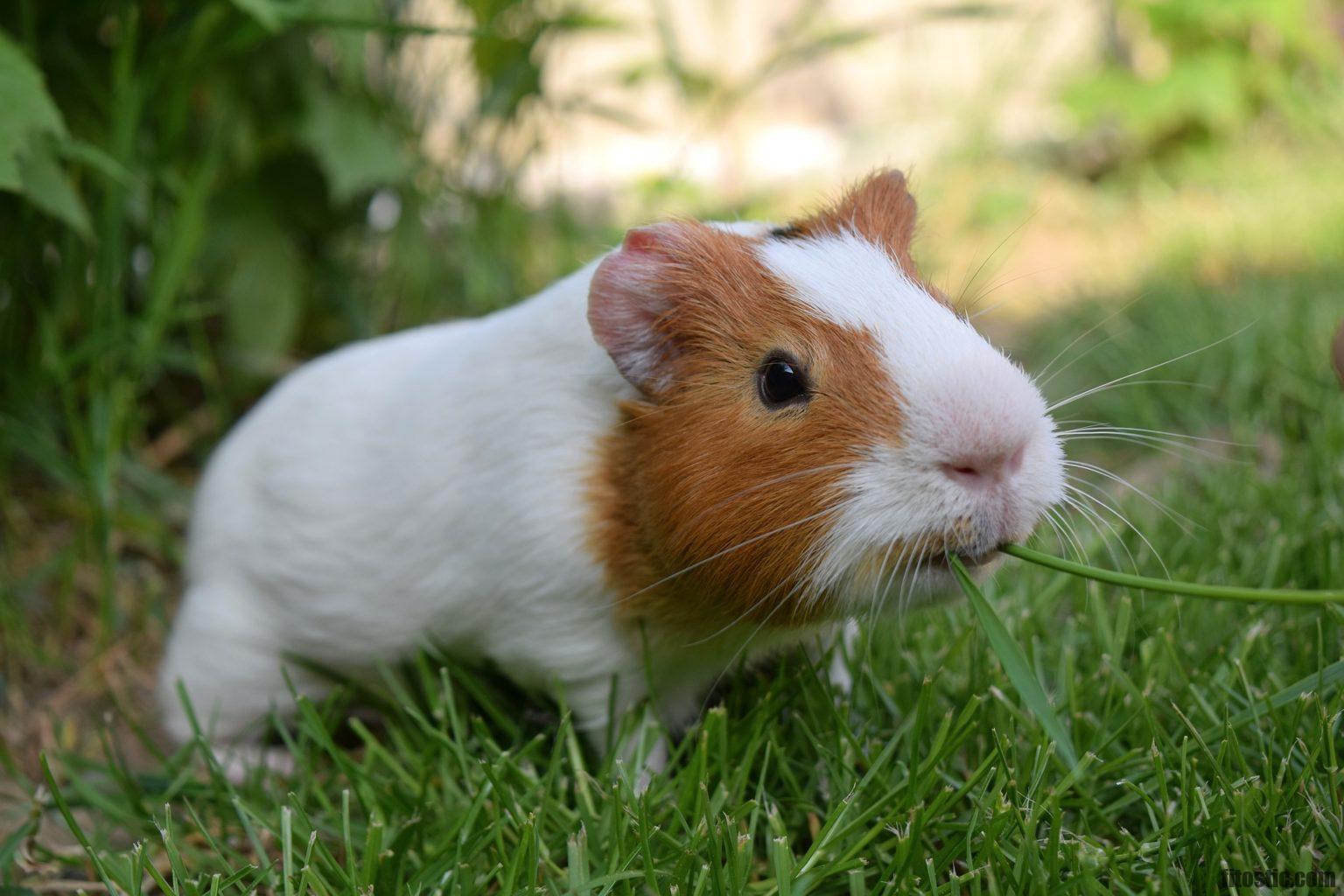 Quel légumes pour un cochon d'Inde ?