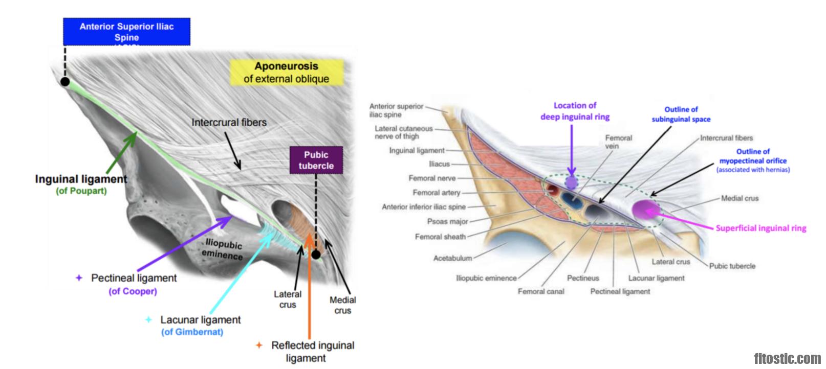 Quel muscle se trouve dans le thorax ?