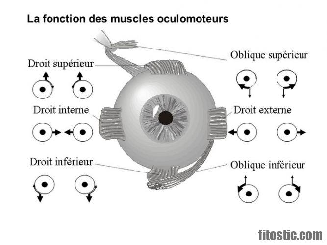 Quel organe du côté droit ?