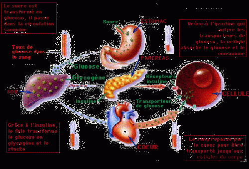 Quel organe est touché par le diabète ?