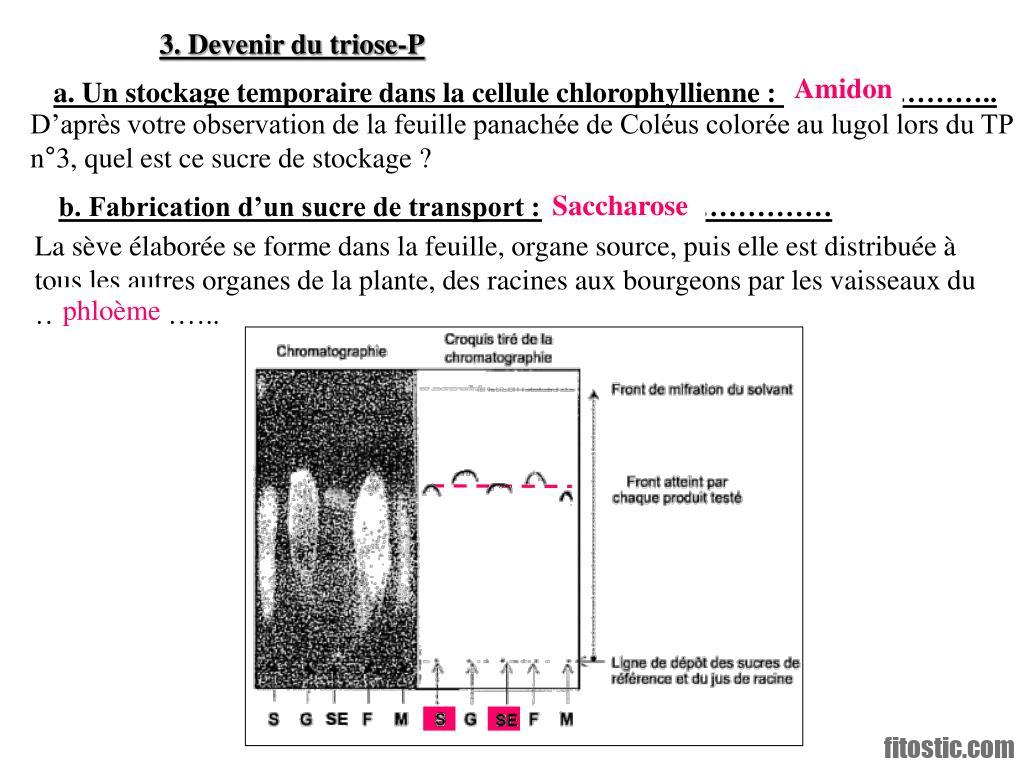 Quel organe fabrique la dopamine ?