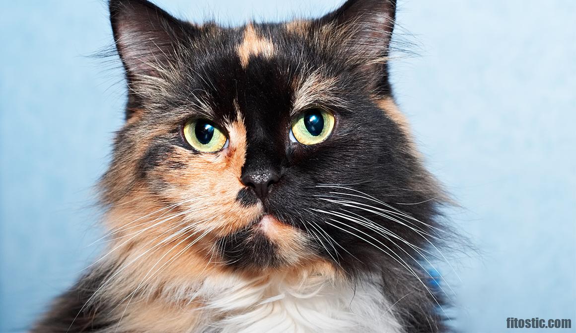 Quelle Couleur De Chat Est Le Plus Affectueux Fitostic Com Sport Mode Beaute Lifestyle Magazine Quelle Couleur De Chat Est Le Plus Affectueux Fitostic Com Sport Mode Beaute Lifestyle Magazine