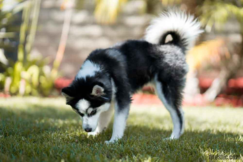 Quelle est la différence entre un Spitz et un Loulou de Poméranie ?