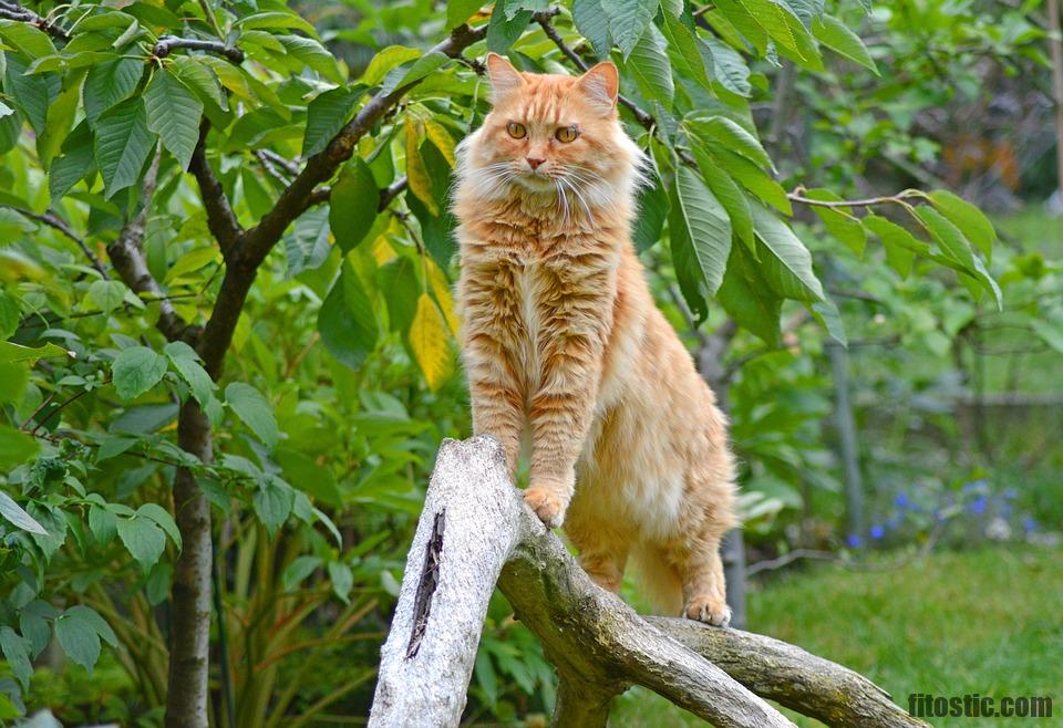 Quelle Est La Race De Chat La Plus Caline Fitostic Com Sport Mode Beaute Lifestyle Magazine Quelle Est La Race De Chat La Plus Caline Fitostic Com Sport Mode Beaute Lifestyle Magazine