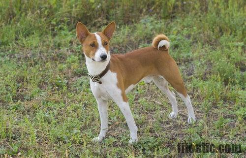 Quelle est la race de chien la moins chère du monde ?