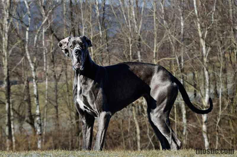 Quelle est la race de chien la plus mignonne du monde ?