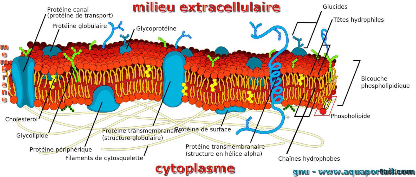 Quelle est la structure de la membrane cytoplasmique ?