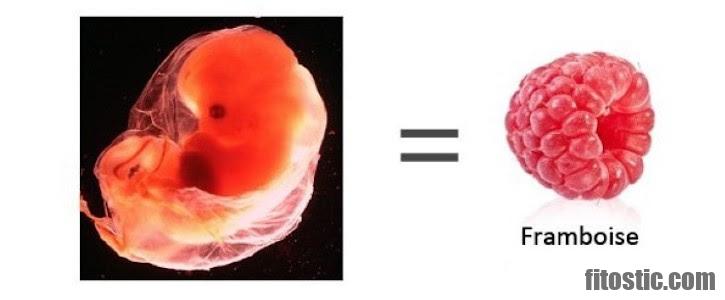 Quelle est la taille d'un embryon de 6 semaines ?