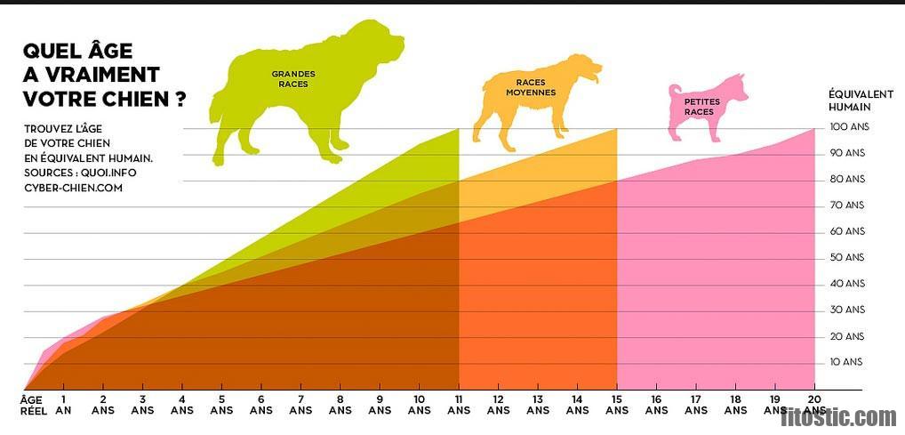 Quelle est la taille normale de l'endomètre ?