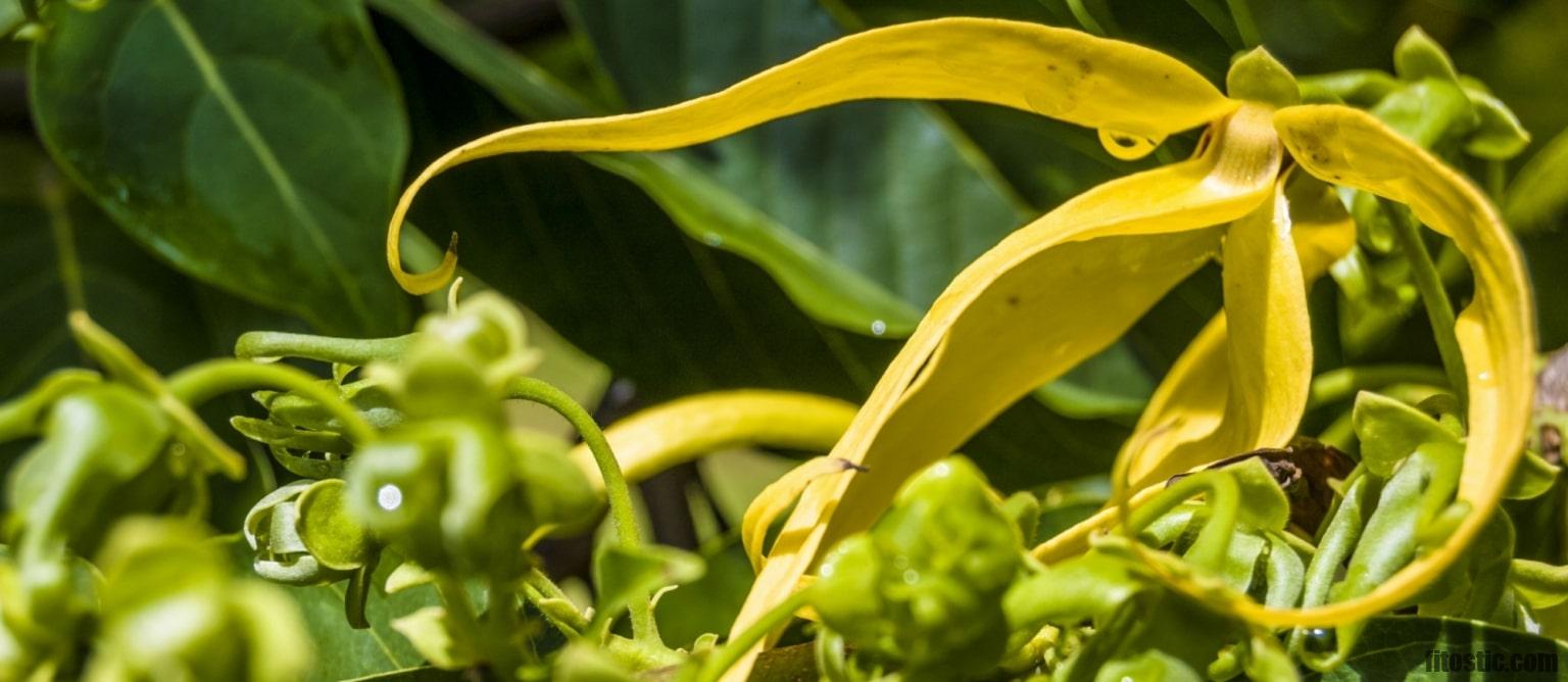 Quelle est l'odeur de l'Ylang Ylang ?