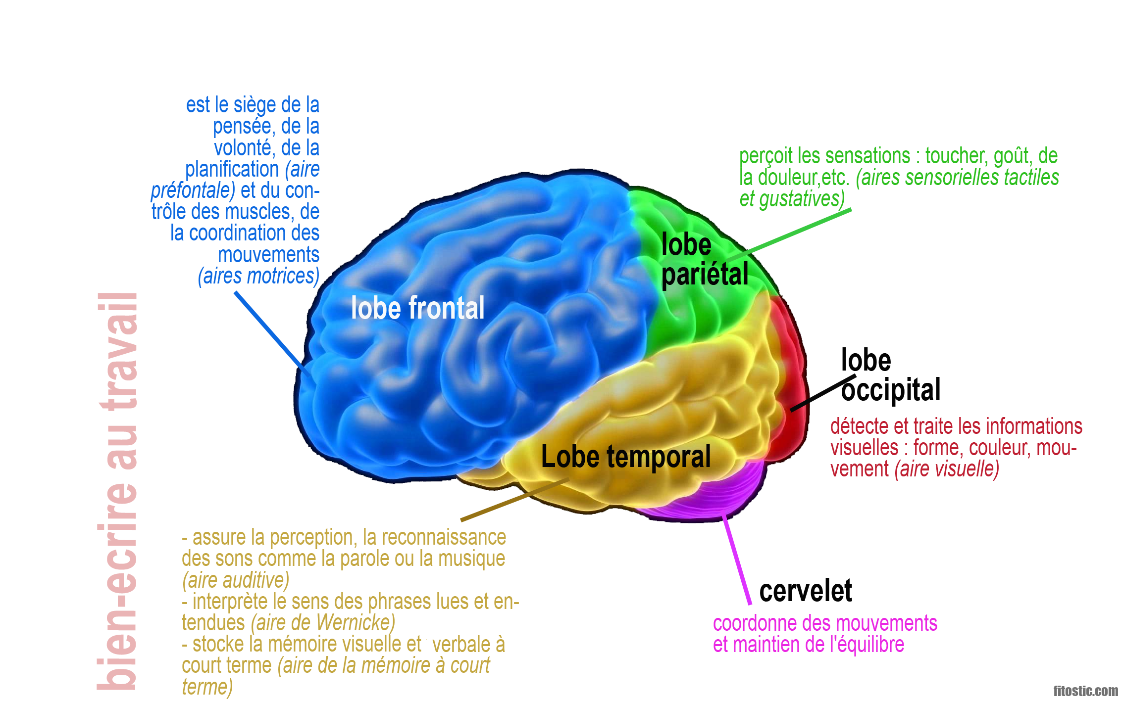 Quelle partie du cerveau contrôle quoi ?