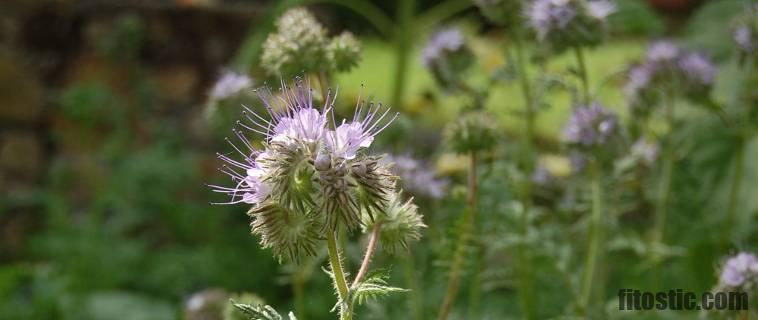 Quelle plante pour améliorer la vue ?