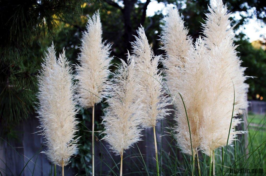 Quelle plante pour bronchite ?