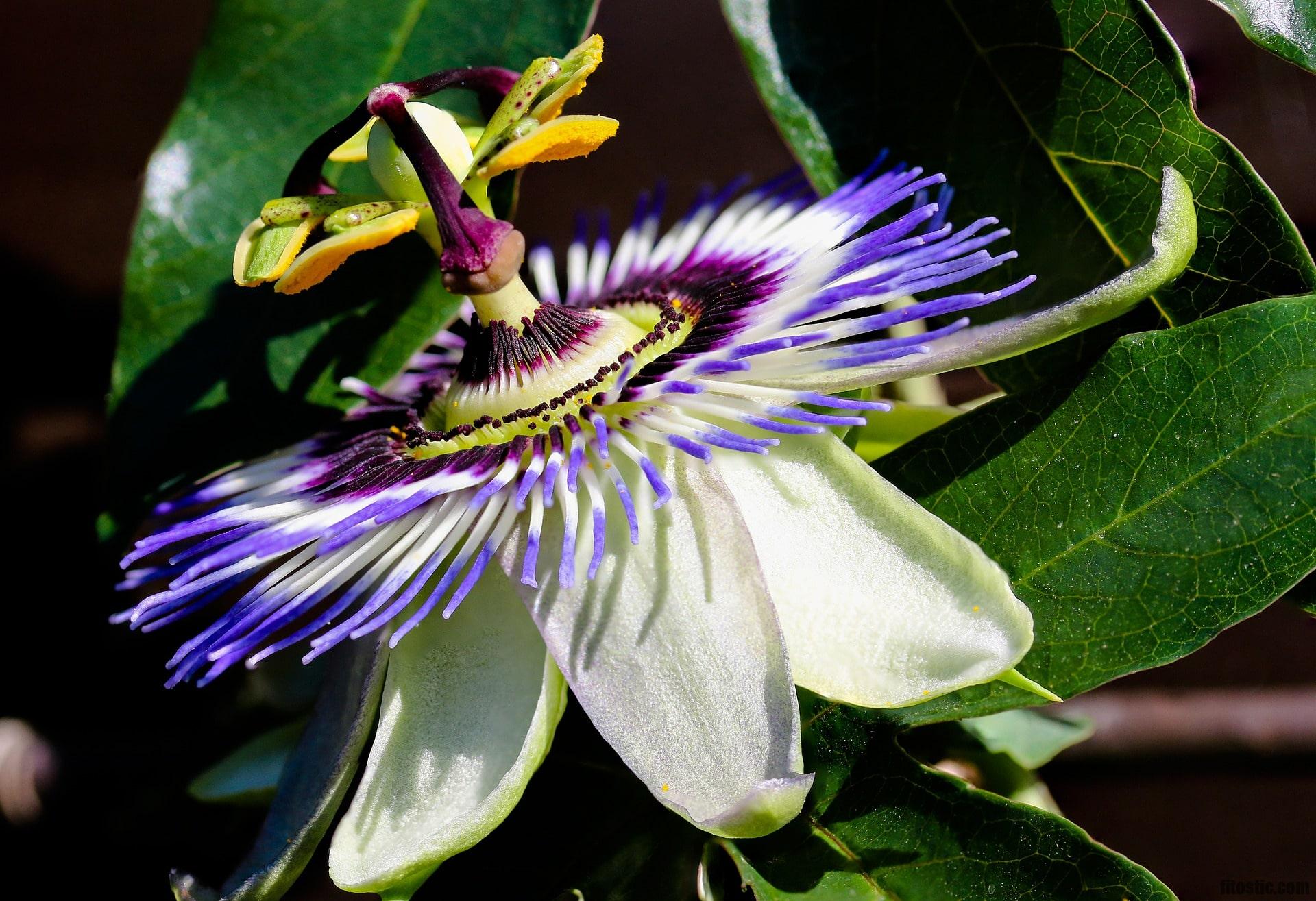 Quelle plante prendre pour la ménopause ?