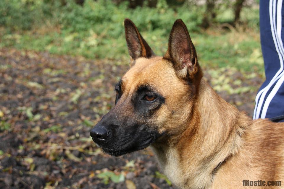 Quelle race de chien attaque le plus ?