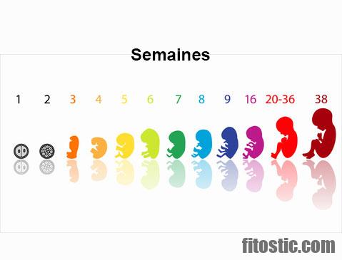 Quelle taille fait un embryon de 6 semaines ?