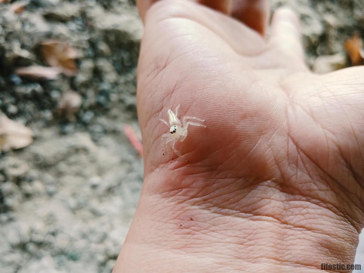 Quelles araignées mordent en France ?