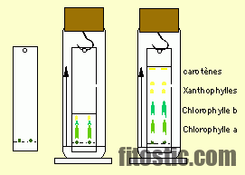 Quelles couleurs sont absorbées par la chlorophylle ?