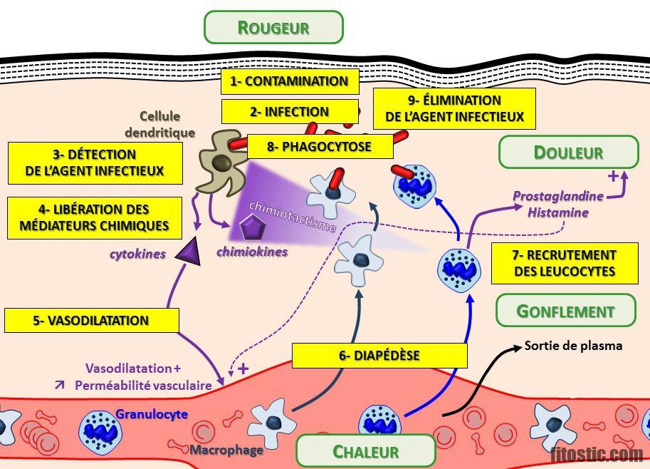 Quelles sont les conséquences d'une hyperparathyroïdie ?