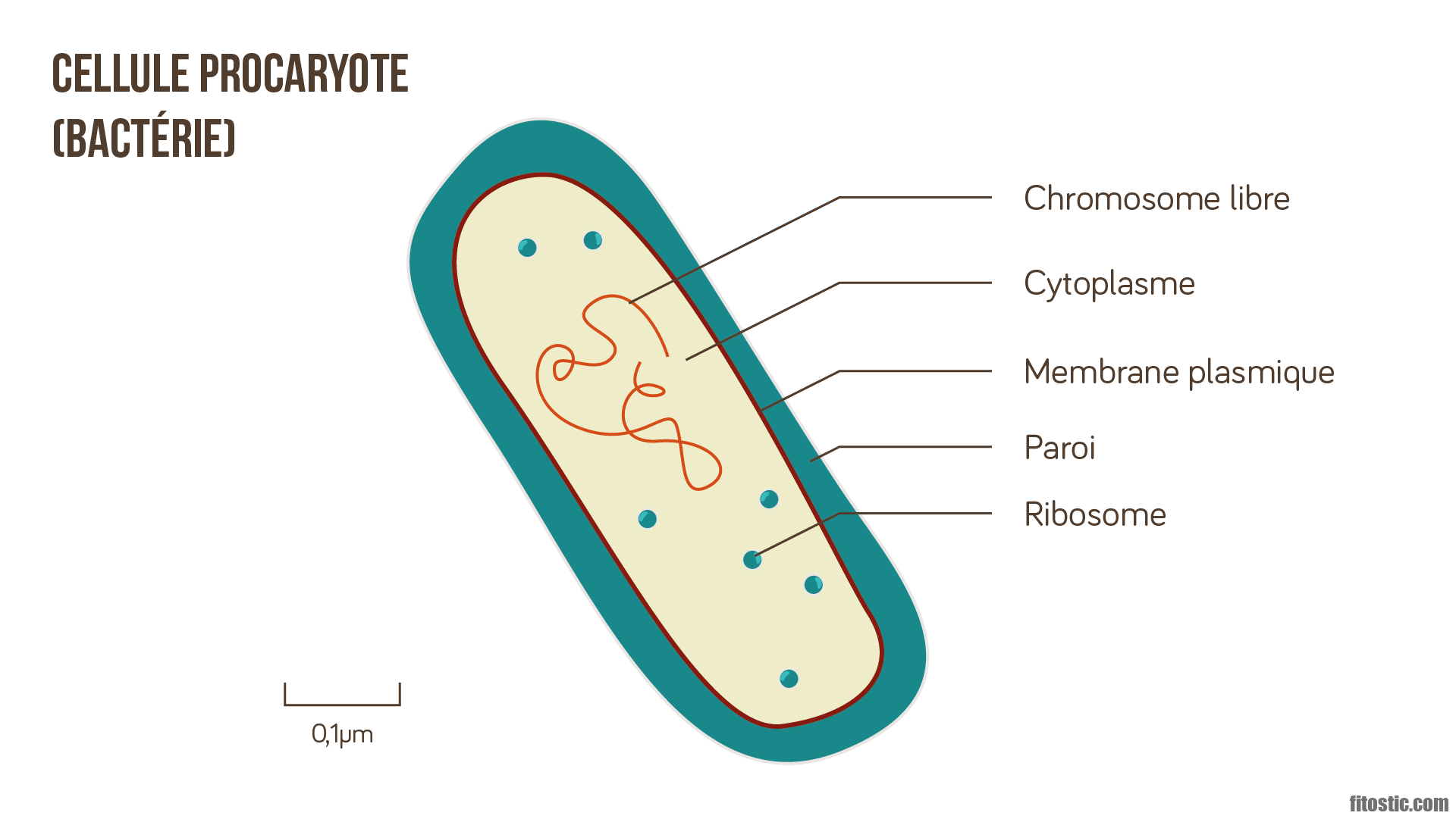 Quelles sont les deux parties du cytoplasme ?